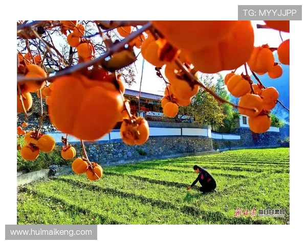 《岁岁年年柿柿红》：一部温情治愈的年代画卷，映照家国情怀与人间烟火